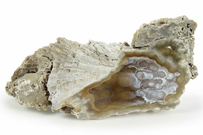 Agatized Fossil Coral Geode - Florida #250937